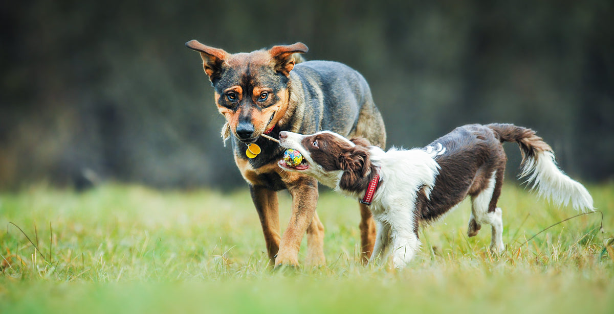 WOOF WEDNESDAY- JANUARY 16TH, 2019