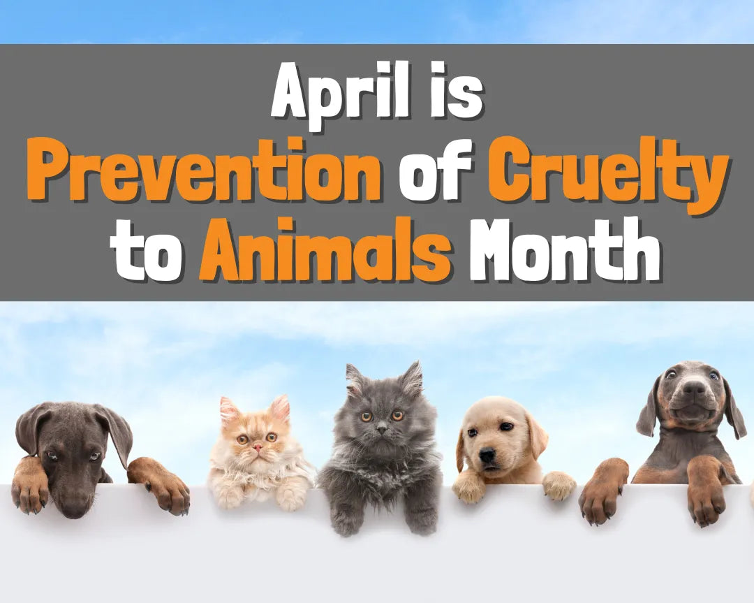 April: Advocating Against Animal Cruelty