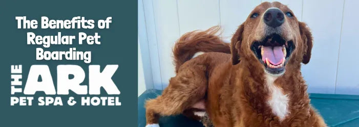 Celebrate National ID Your Pet Day With The Ark Pet Spa & Hotel