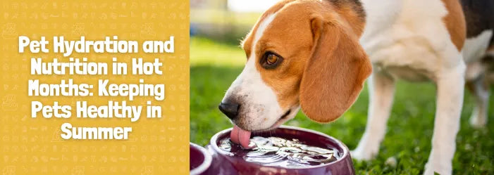Pet Hydration and Nutrition in Hot Months: Keeping Pets Healthy in Summer