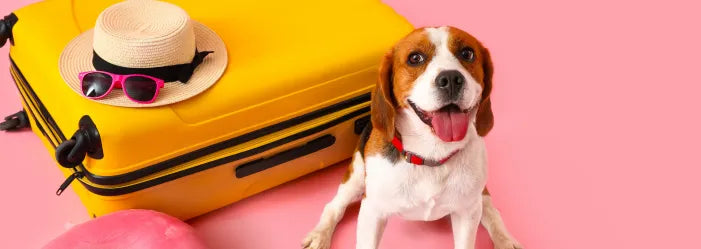 Ready, Set, Stay: Summer Boarding Tips for a Smooth Stay
