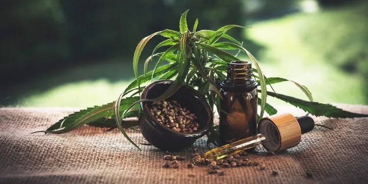 Exploring the Benefits of CBD for Pets