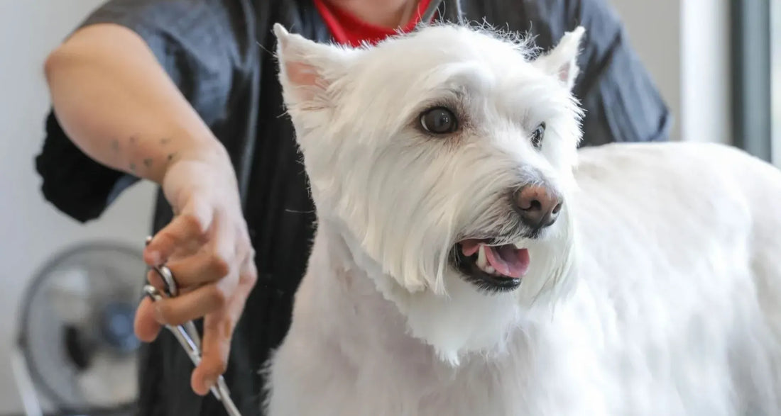 Pet Grooming 101: Tackling Spring Shedding with The Ark Pet Spa and Hotel