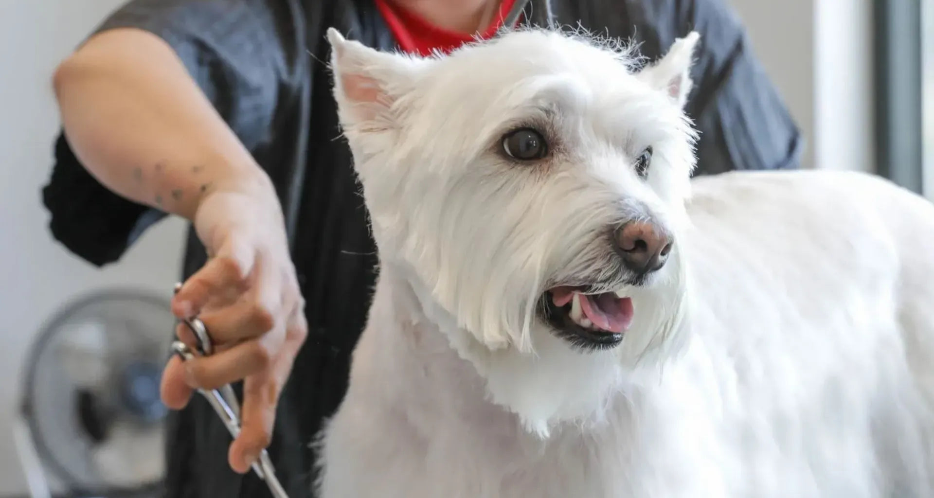 Pet Grooming 101: Tackling Spring Shedding with The Ark Pet Spa and Hotel