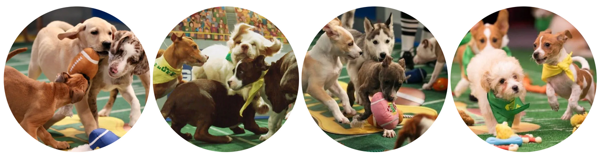 WOOF WEDNESDAY- JANUARY 30TH, 2019