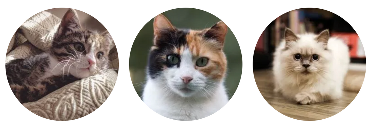 10 CAT PUNS - FEBRUARY 20TH, 2019