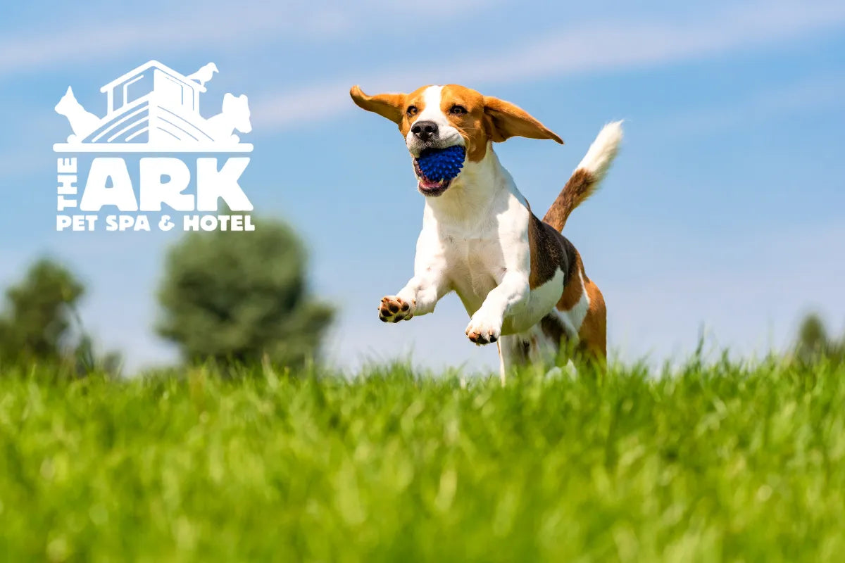 How to Prepare Your Dog for Spring & Summer: A Seasonal Guide