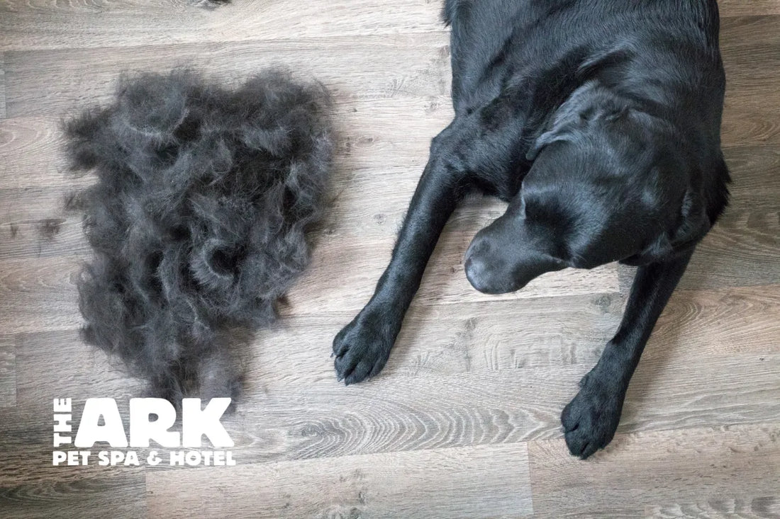 Spring & Summer Shedding - Tips & Tricks