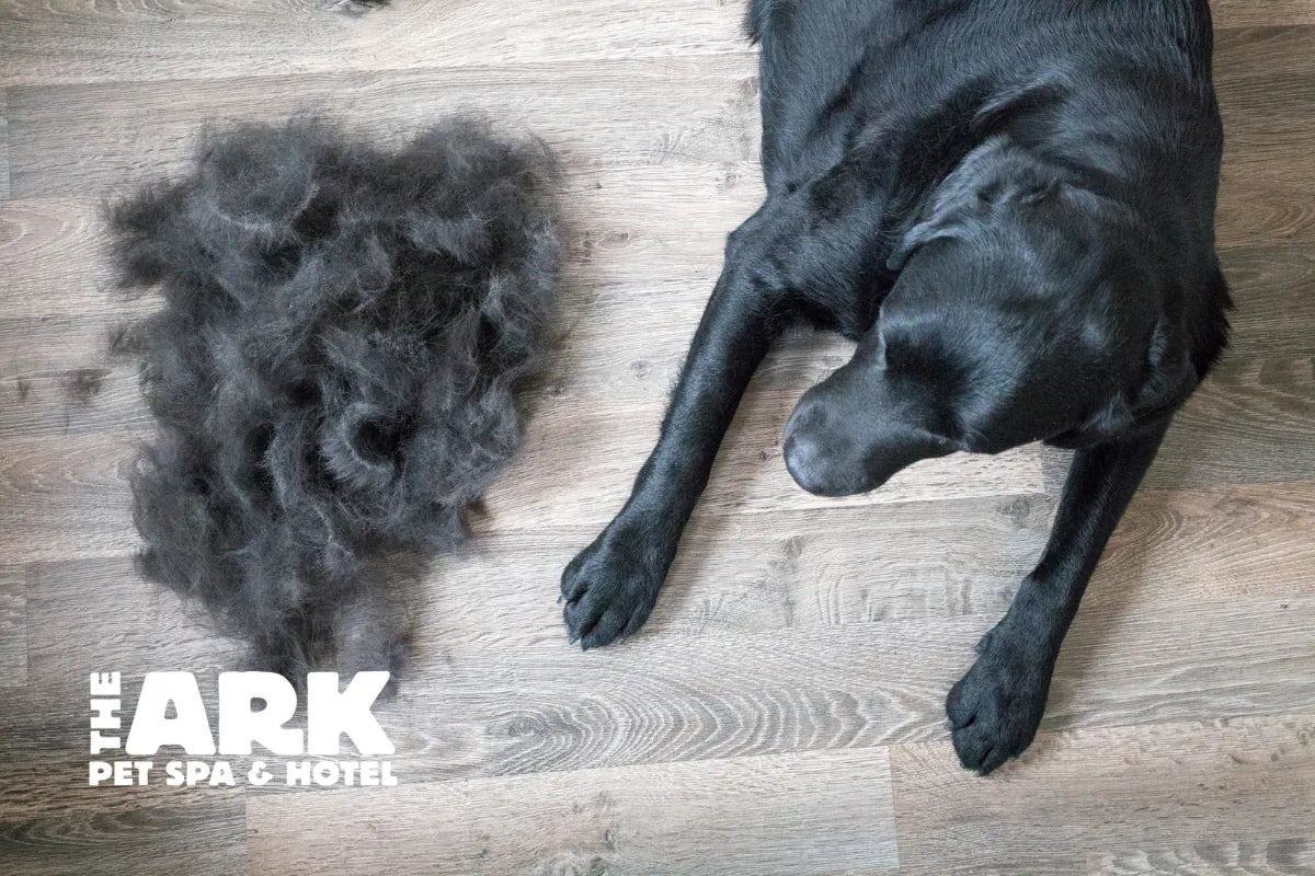 Spring & Summer Shedding - Tips & Tricks