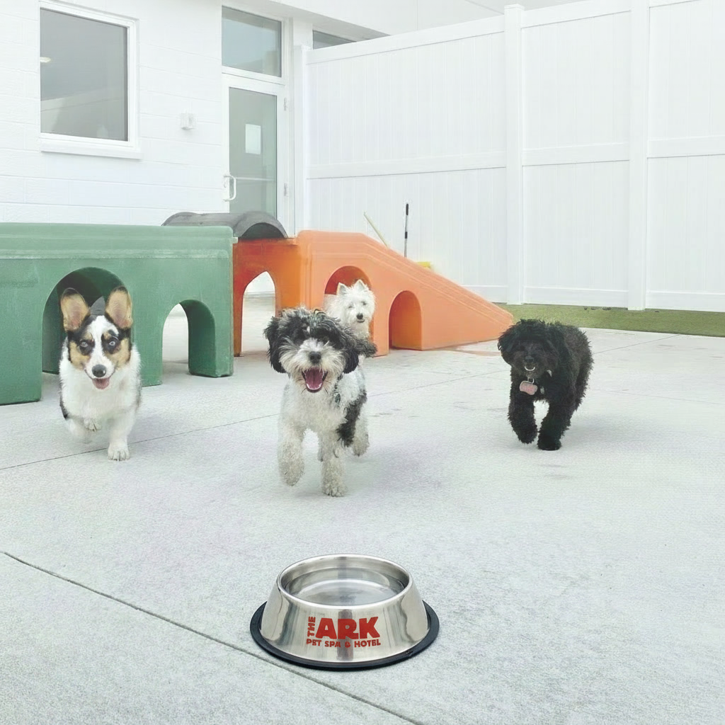 Hot Dog Days: Summer Safety Tips for Your Pet