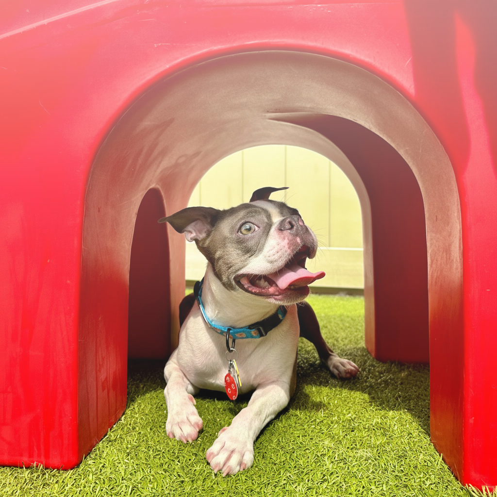 The Heat is On: Summer Grooming Tips to Keep Your Pup Cool