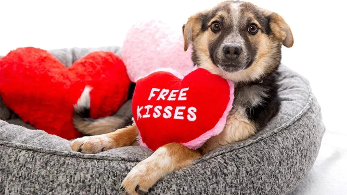 Pet-Friendly Treats for Valentine's Day