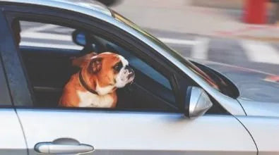 TIPS FOR TRAVELING WITH YOUR PET DURING THE HOLIDAYS