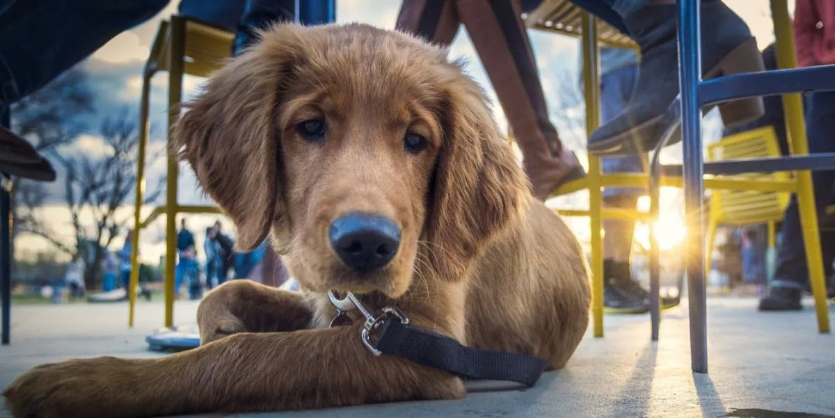 5 ESSENTIAL TIPS FOR DINING WITH YOUR DOG