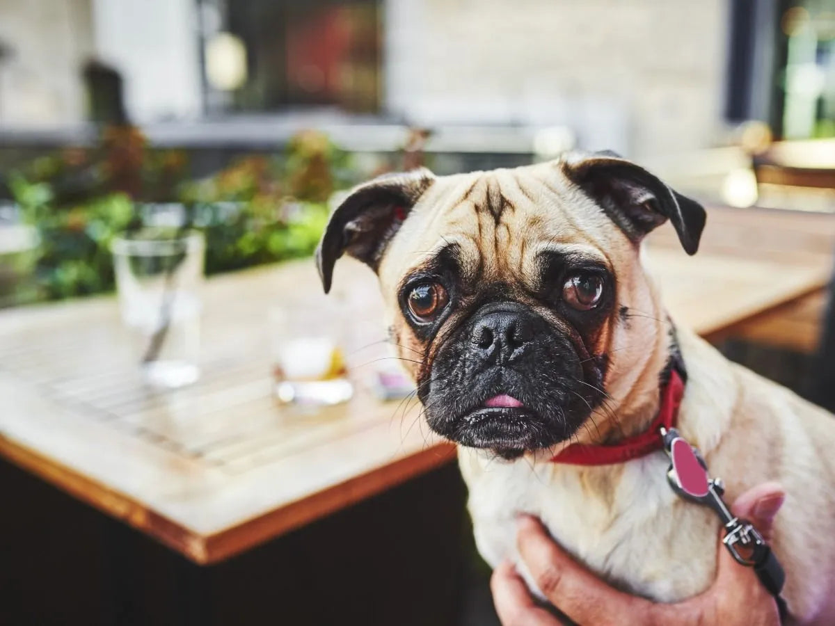 BEST THINGS TO DO WITH YOUR DOG IN HUNTSVILLE!