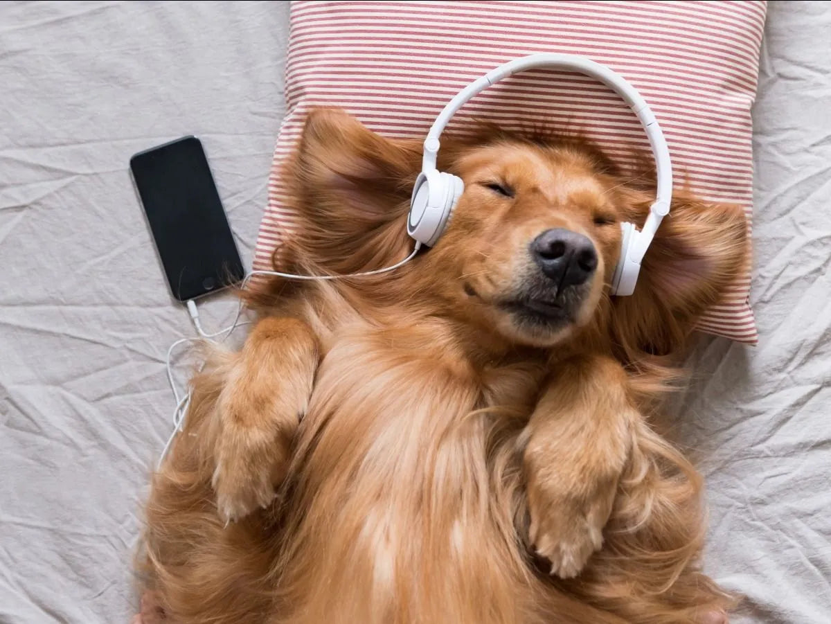THE ARK'S TOP | SONGS ABOUT DOGS!