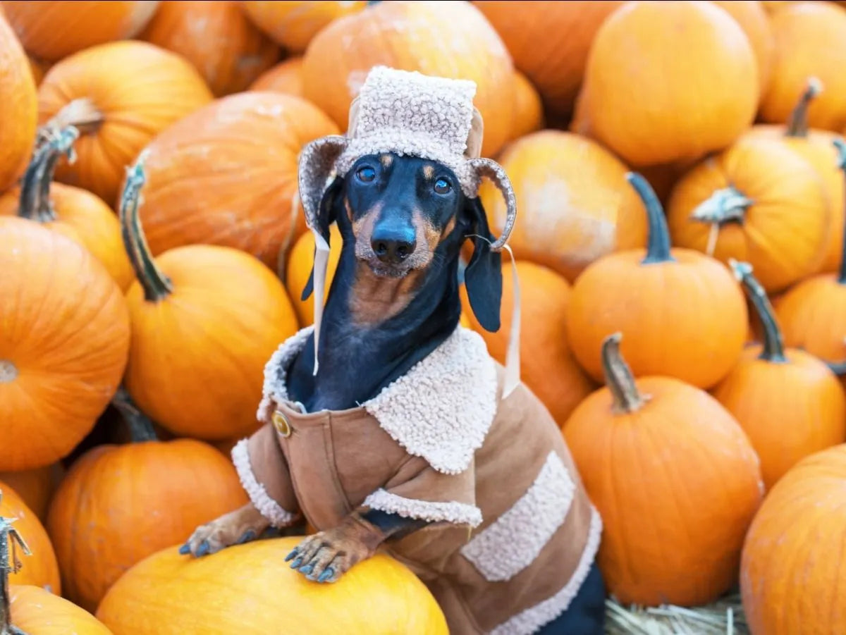 CAN DOGS EAT PUMPKIN?