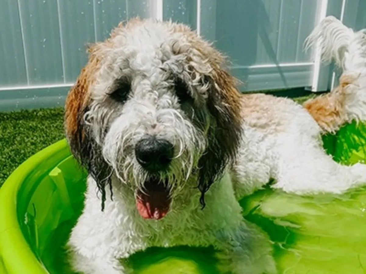 BACK TO SCHOOL: HOW TO HELP YOUR PET ADJUST