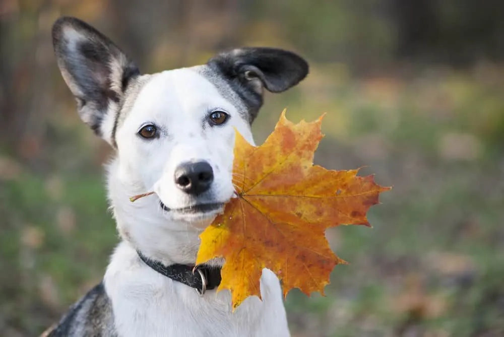 Things to Do With Your Dog This Fall in Huntsville, AL