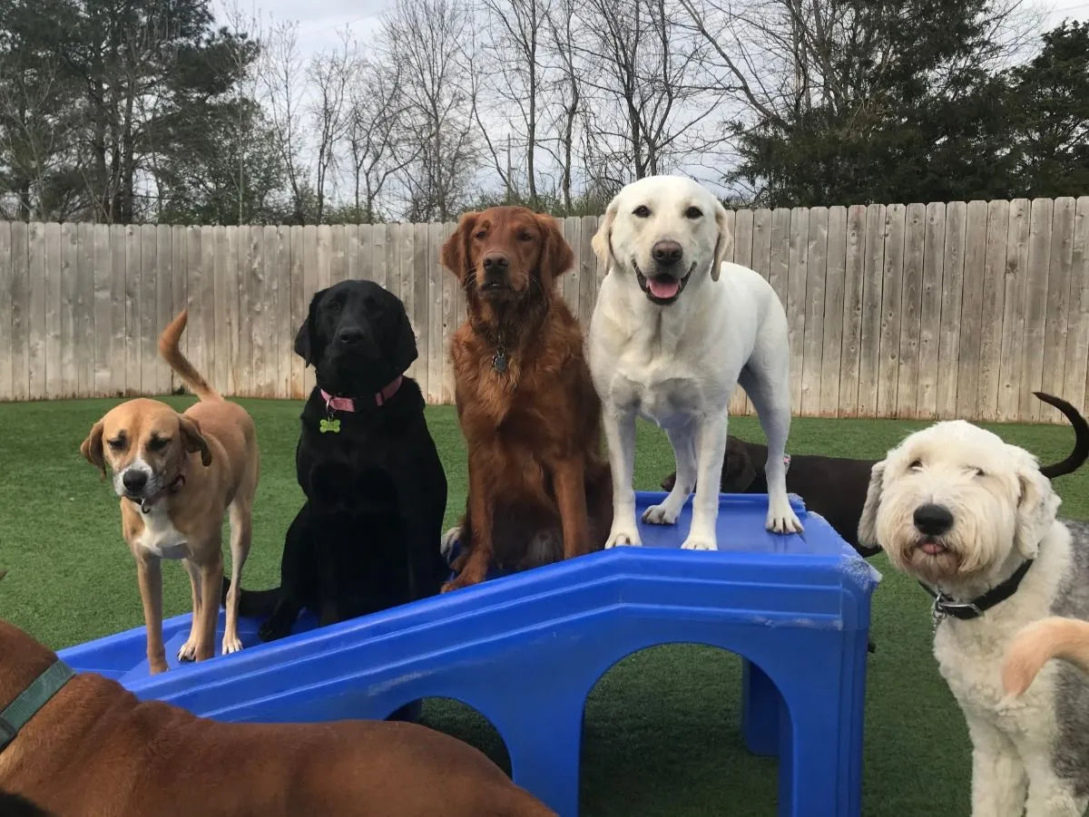 NEW STUDY SHOWS YOUR DOG'S COLOR COULD BE LINKED TO HEALTH ISSUES