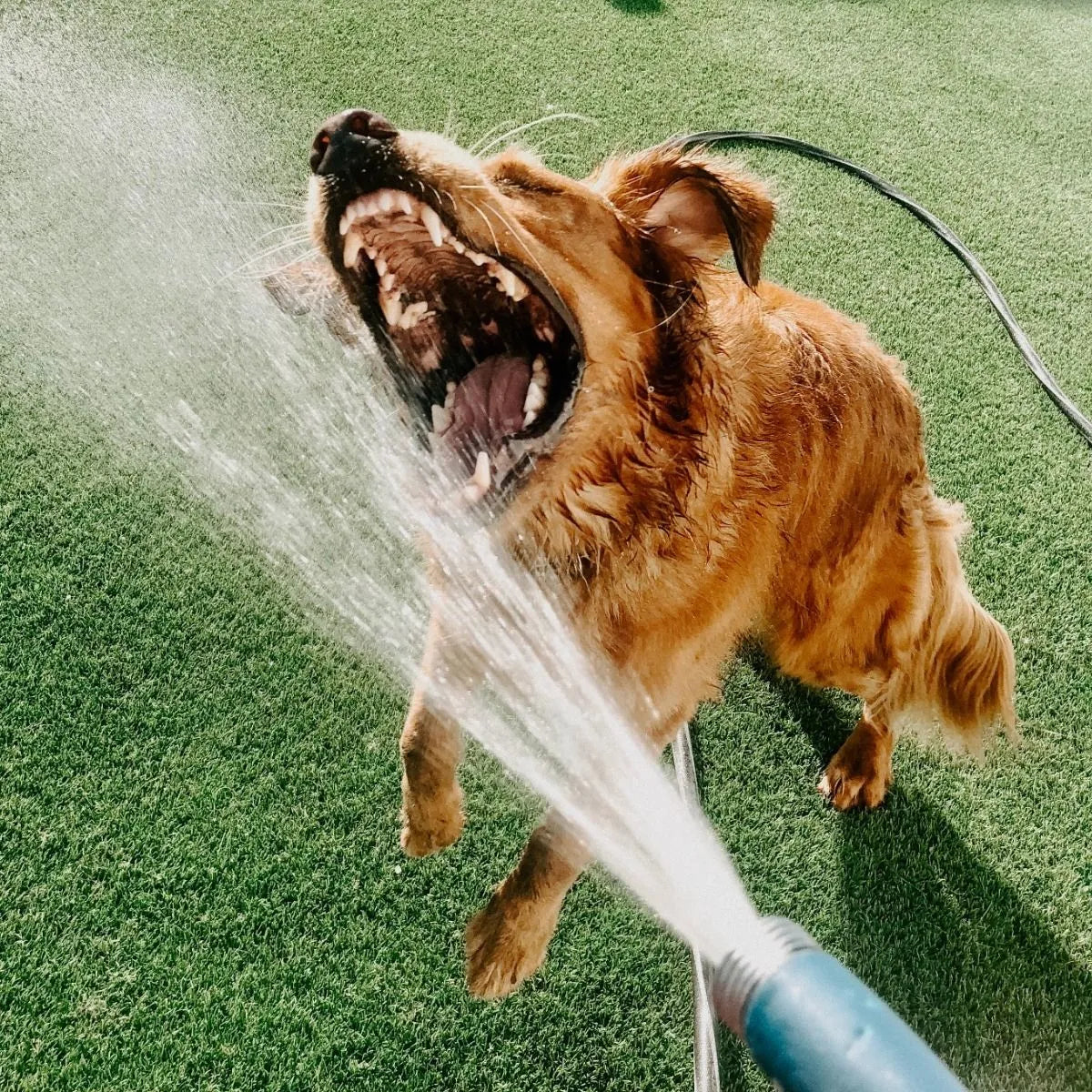 5 WAYS TO KEEP YOUR DOG COOL THIS SUMMER