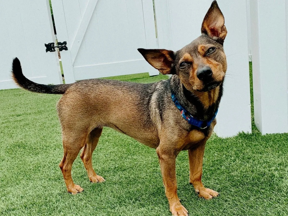 5 REASON WHY YOUR DOG HATES THE FOURTH OF JULY