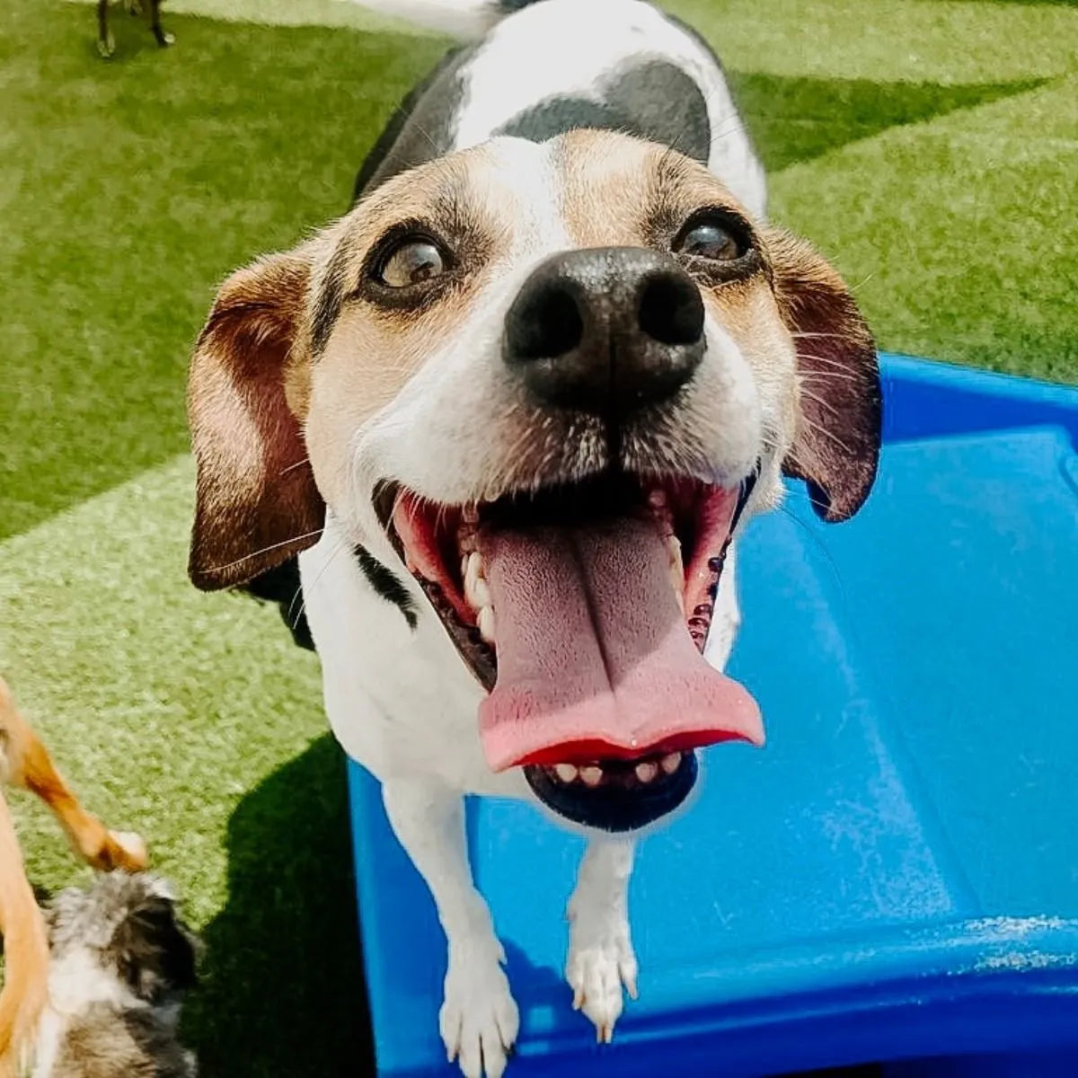 WHAT TO EXPECT WHEN YOUR DOG COMES HOME FROM DAYCARE
