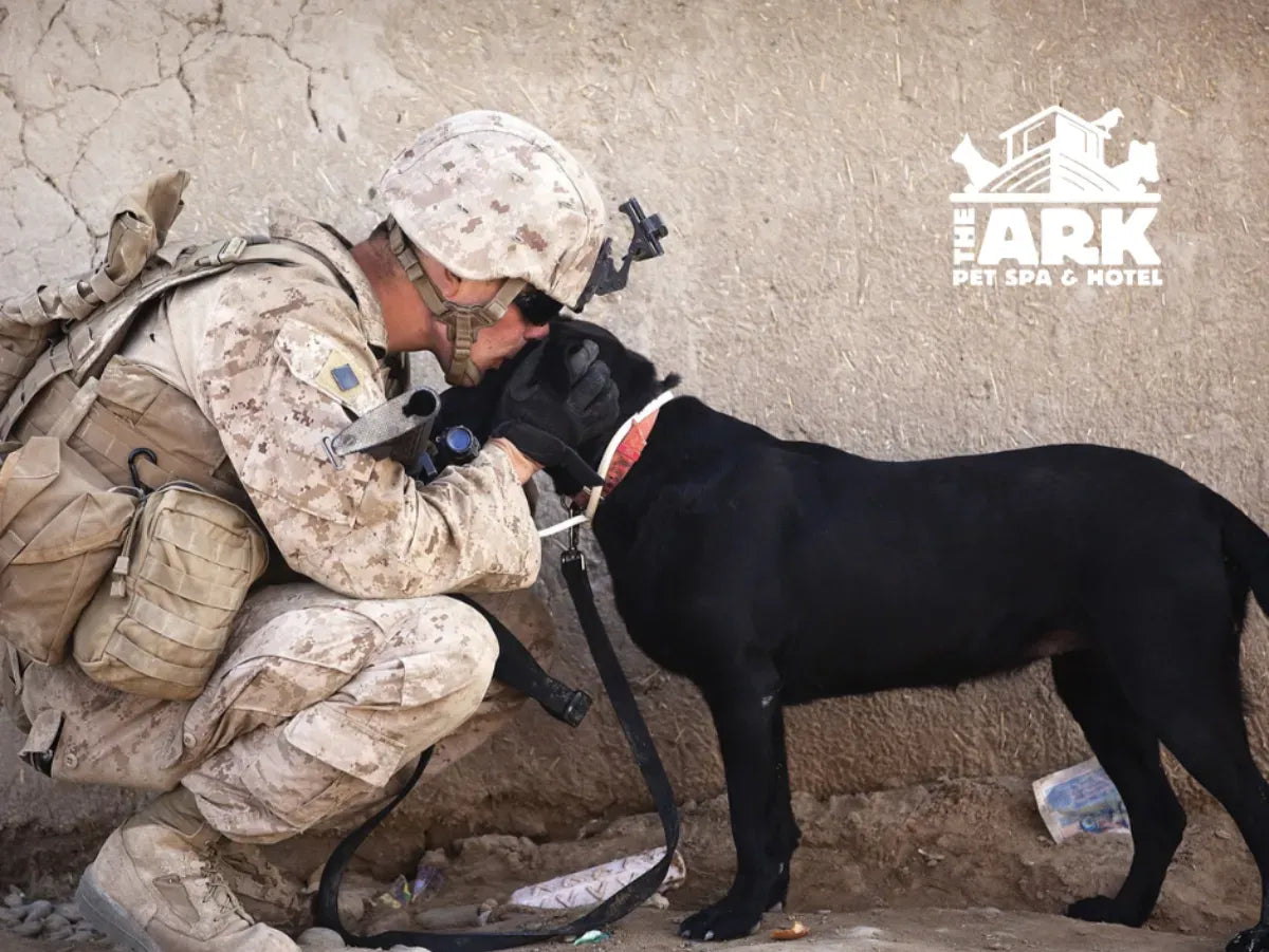 THE STORIES OF 5 FAMOUS MILITARY DOGS
