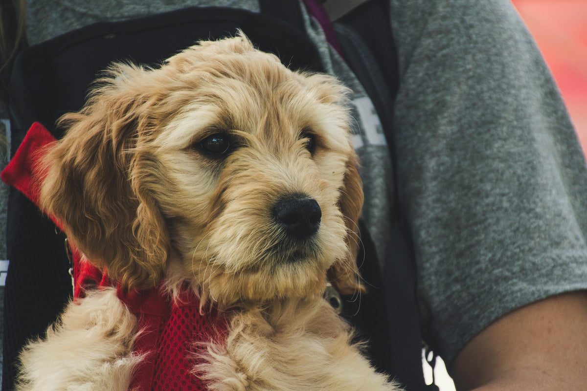 BEST TIPS FOR BRUSHING YOUR DOODLE