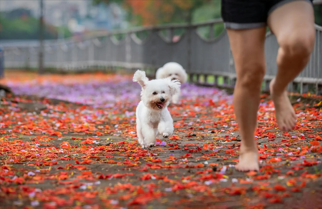 Fall Grooming Tips for Your Pets