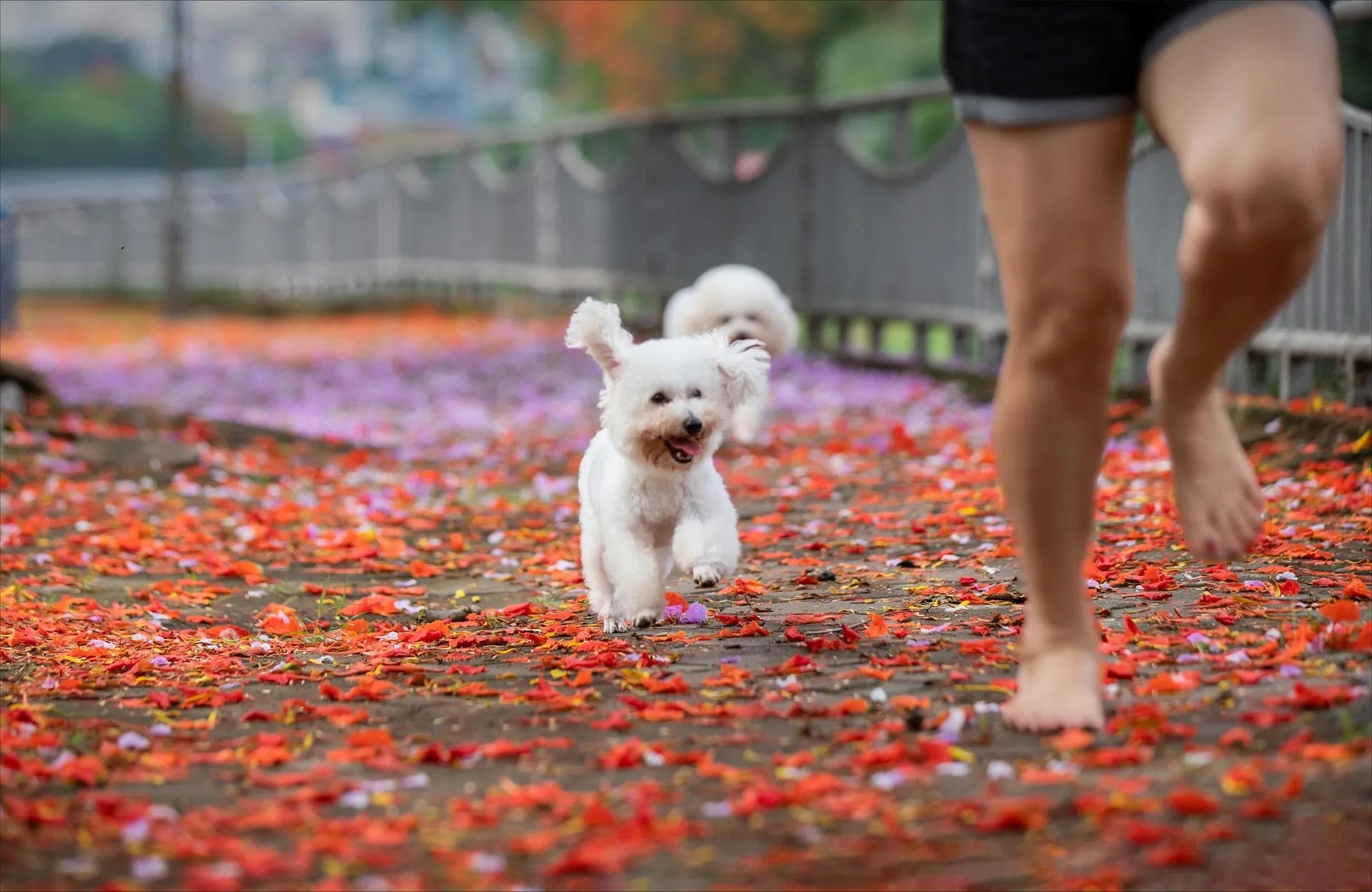 Fall Grooming Tips for Your Pets