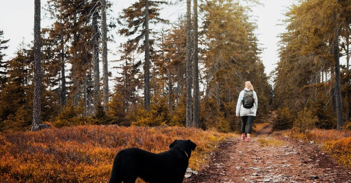 National Lost Pet Prevention Month