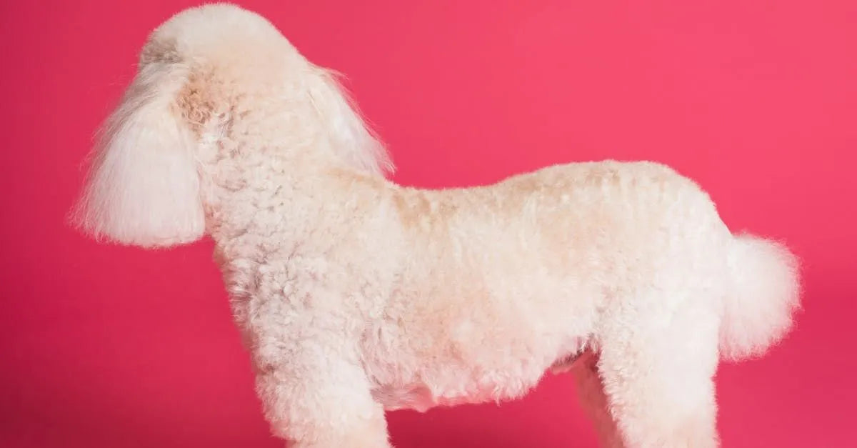 The Importance of Consistent Grooming and Maintaining Your Pet’s Grooming Schedule