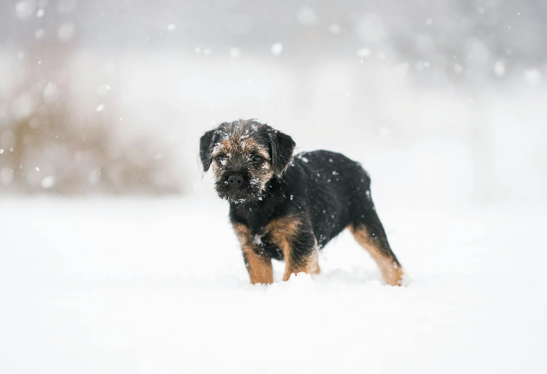 Winter Grooming Tips to Keep Your Pet Healthy and Happy
