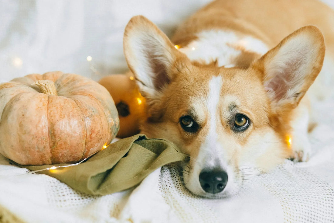 Giving Thanks for Our Furry Friends