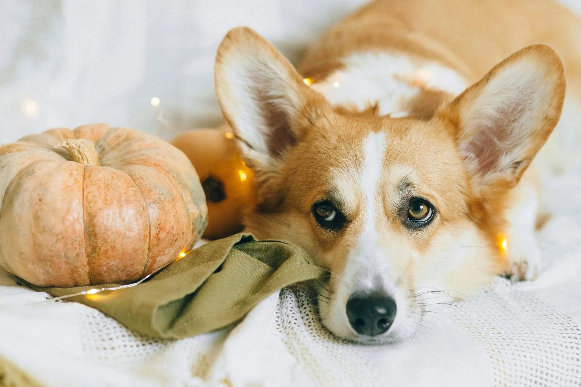 Giving Thanks for Our Furry Friends
