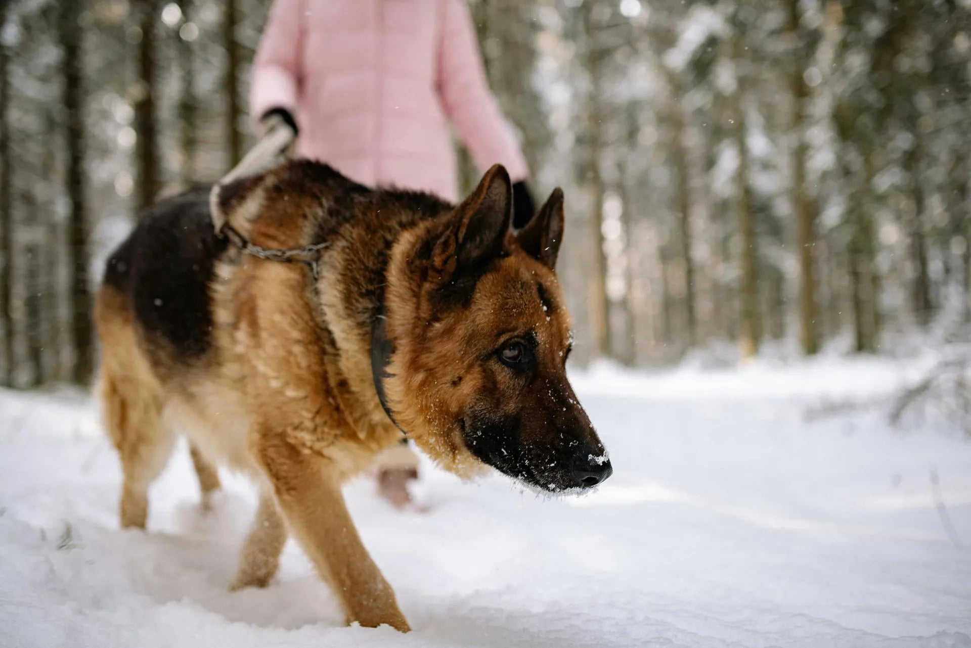 Winterizing Your Pet’s Routine