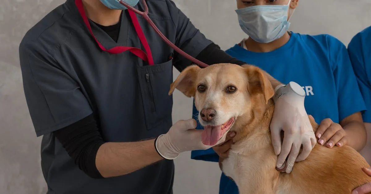 The Importance of Pet Vaccinations