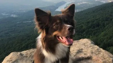 OUR FAVORITE DOG-FRIENDLY HIKING TRAILS IN CHATTANOOGA